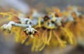 Closeup of Flowering Jelena Witch Hazel