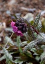 Closeup of flowering lungwort plant Royalty Free Stock Photo