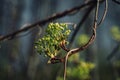 Closeup of flowering maple tree with blue dark background