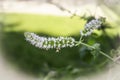 Closeup of flowering mint against bokeh background