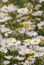 Closeup of flowering ox-eye daisies Royalty Free Stock Photo