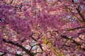 Closeup of a flowering pink sakura tree