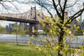 Closeup of a Flowering Plant at Queensbridge Park along the East River with the Queensboro Bridge during Spring in Long Island Cit Royalty Free Stock Photo