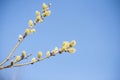 Closeup of flowering willows in sunlight on blue sky background