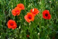 Poppies blooming in orange red colors in summer field, field edge with poppy and buds in early summer Royalty Free Stock Photo