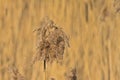 Closeup of flowering reed - poaceae