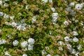 Closeup of flowering shrub bridal wreath spirea, floral background Royalty Free Stock Photo