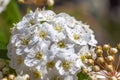 Closeup of flowering shrub bridal wreath spirea, floral background Royalty Free Stock Photo