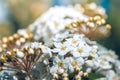 Closeup of flowering shrub bridal wreath spirea, floral background Royalty Free Stock Photo