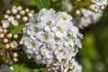 Closeup of flowering shrub bridal wreath spirea, floral background Royalty Free Stock Photo