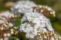 Closeup of flowering shrub bridal wreath spirea, floral background Royalty Free Stock Photo