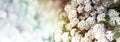 Closeup of flowering shrub bridal wreath spirea floral background. Royalty Free Stock Photo