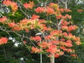 Closeup of Flowering tree Gulmohar Cross Maidan Church Gate Fort