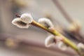 Closeup of a flowering twig of willow.