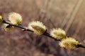 Closeup of a flowering twig of willow.