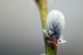 Closeup Of A Flowering Twig Of Willow.