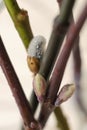 Closeup of a flowering twig of willow.