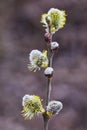 Closeup Of A Flowering Twig Of Willow. Willow Branch With Catkins.