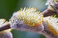 Closeup Of A Flowering Twig Of Willow. Willow Branch With Catkins.