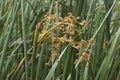 Closeup flowering Typha cattail plants