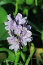 Closeup of Flowering Water Hyacinth & x28;Eichhornia crassipes& x29; Growing Wild in the Swampy Waters of Brazos Bend, Texas Royalty Free Stock Photo