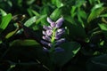 Closeup of Flowering Water Hyacinth & x28;Eichhornia crassipes& x29; Growing Wild in the Swampy Waters of Brazos Bend, Texas Royalty Free Stock Photo