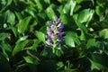 Closeup of Flowering Water Hyacinth & x28;Eichhornia crassipes& x29; Growing Wild in the Swampy Waters of Brazos Bend, Texas Royalty Free Stock Photo