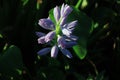 Closeup of Flowering Water Hyacinth & x28;Eichhornia crassipes& x29; Growing Wild in the Swampy Waters of Brazos Bend, Texas Royalty Free Stock Photo