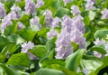Closeup of Flowering Water Hyacinth (Eichhornia crassipes) Royalty Free Stock Photo