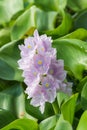 Closeup of Flowering Water Hyacinth (Eichhornia crassipes) Royalty Free Stock Photo