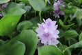 Closeup of Flowering Water Hyacinth (Eichhornia crassipes). Royalty Free Stock Photo