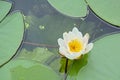 Closeup of a flowering water lily - Nymphaeaceae