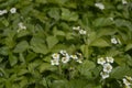 Wild strawberry with white flowers Royalty Free Stock Photo