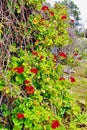 Springtime Flora, Leros, Greece, Europe Royalty Free Stock Photo