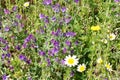 Springtime Flora, Leros, Greece, Europe Royalty Free Stock Photo