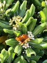 Springtime Flora, Leros, Greece, Europe Royalty Free Stock Photo