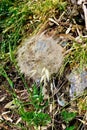 Springtime Flora, Leros, Greece, Europe Royalty Free Stock Photo