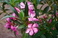 Springtime Flora, Leros, Greece, Europe Royalty Free Stock Photo