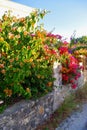 Springtime Flora, Leros, Greece, Europe Royalty Free Stock Photo