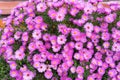 Closeup flowers Aster long-term, bush on a flower bed in autumn time.