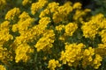 Closeup of flowers of Aurinia saxatilis in spring. Common names are basket of gold