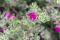 Closeup of flowers on a Blossom Purple Sage, Texas Ranger, Silverleaf or Ash plant  Leucophyllum frutescens, an evergreen shrub Royalty Free Stock Photo