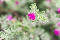 Closeup of flowers on a Blossom Purple Sage, Texas Ranger, Silverleaf or Ash plant  Leucophyllum frutescens, an evergreen shrub Royalty Free Stock Photo