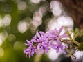 Closeup of flowers on a Blossom Purple Sage, Texas Ranger, Silverleaf or Ash plant  Leucophyllum frutescens, an evergreen shrub Royalty Free Stock Photo