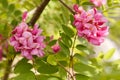 closeup flowers of blossoming pink acacia