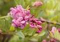 Closeup flowers of blossoming pink acacia