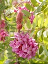 Closeup flowers of blossoming pink acacia