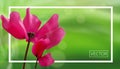 Closeup of flowers on bokeh green background with frame. Beautiful template for cards or banners design. Vector