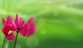 Closeup of flowers on bokeh green natural background. Beautiful template for banners or cards design. Vector
