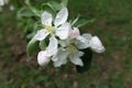 Closeup of flowers and buds of apple Royalty Free Stock Photo